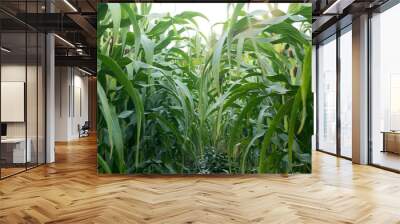 Green corn field in Thailand,Corn agriculture. Green nature. Rur Wall mural