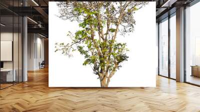 Iron wood tree is deciduous isolated on white background (Pyinka Wall mural