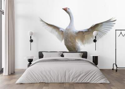 isolated white goose standing with wings spread. Wall mural