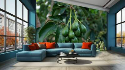 Peterson avocado fruit on tree Wall mural