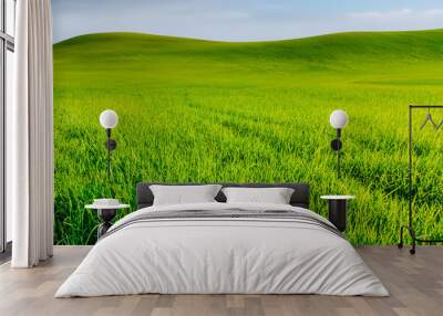 Green grass field with blue skybackground. Wall mural