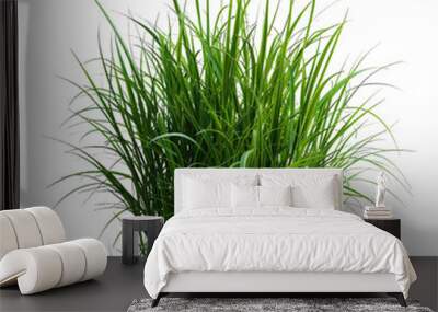 Green grass PNG image with transparent background. The image is of a clump of grass with long thin blades. The grass is a light green color and has a realistic appearance. Wall mural