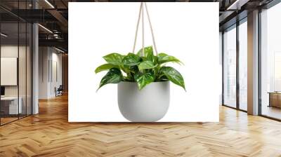 Hanging Plant in White Pot. Wall mural