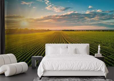 Wonderful landscape from a soy plantation, Aerial high view, early stage soy, higher field on background, spectacular clean blue sky above with sunrising. Wall mural