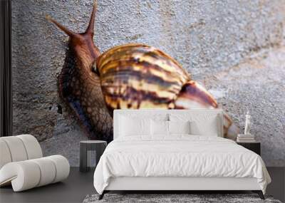 giant african snail crawling on gray cement wall background Wall mural