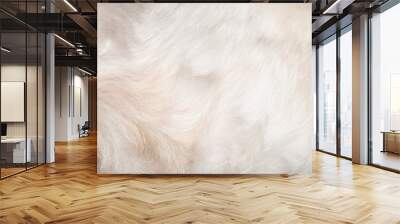 white dog fur texture close-up beautiful abstract fur background Wall mural