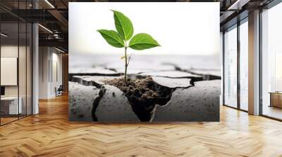 A realistic image of a plant growing out of a crack in the dry ground The plant has three green leaves and a thin stem The ground is cracked and brown, showing the harsh environment The background is Wall mural