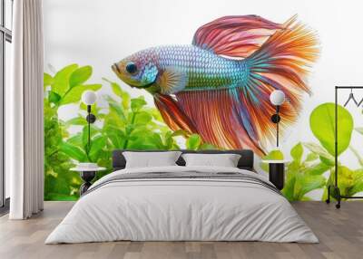 An elegant betta fish showcasing its colorful tail and fins, floating among aquatic plants in a well-lit aquarium, set against a clean white backdrop Wall mural