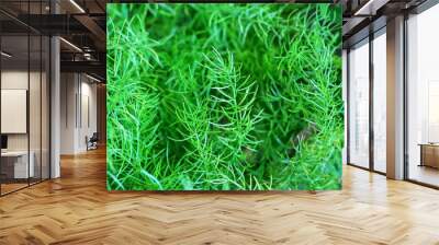 green grass background Wall mural