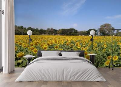 field of sunflowers Wall mural