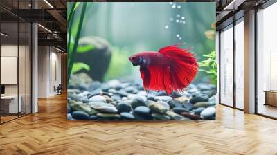 A red fish is swimming in a tank with rocks and plants Wall mural