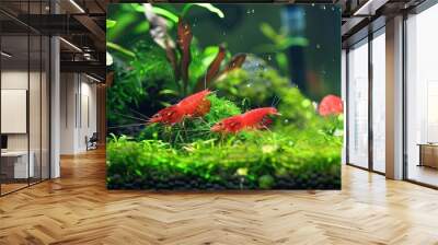 Red galaxy pinto shrimp among the other types of dwarf shrimp in fresh water aquarium tank Wall mural