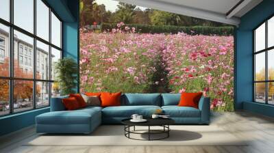 Beautiful cosmos flower field and sunshine. Wall mural