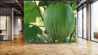 Organic green eggplants in the garden Wall mural