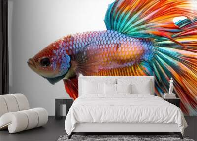 A close-up view of a stunning betta fish, its intricate patterns and vivid colors captivating the eye Wall mural