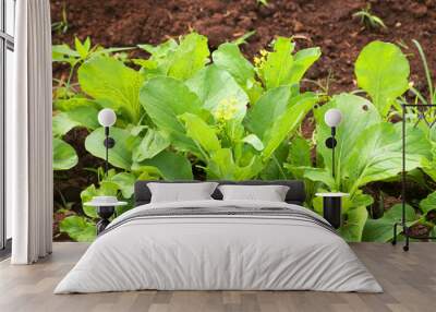 Lettuce vegetable in farm Wall mural