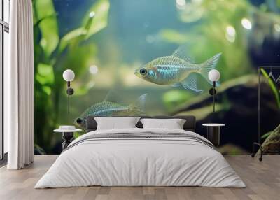 A serene aquarium setup with pearl gouramis swimming gracefully, their shiny scales reflecting light in the clear water. Wall mural