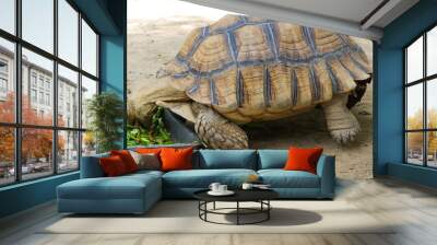 turtle Wall mural