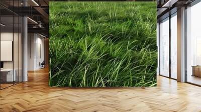 _Lush_green_grass_meadow_background_ Wall mural