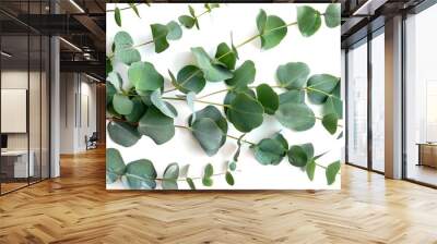 Green_leaves_eucalyptus_isolated_on_white_background Wall mural