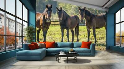 Group_of_three_young_horses_on_the_pasture_ Wall mural