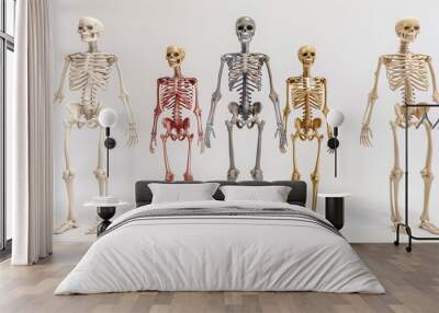 human_anatomy_bones_labeled Wall mural