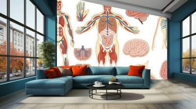 Medical_human_anatomy_diagram Wall mural