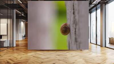 A snail crawling on the tree Wall mural