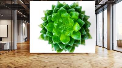 succulent plant green plant isolated on white background Wall mural