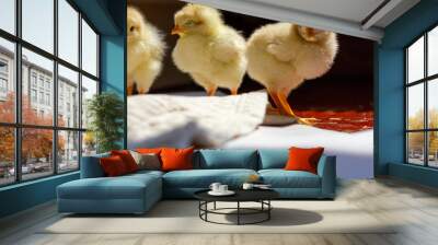 two chicks Wall mural