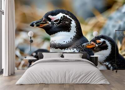 Endearing Magellanic penguin nurturing two adorable chicks in their natural habitat Wall mural