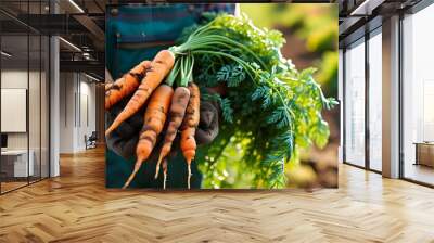 Farmer-gardener proudly presents freshly harvested garden carrots Wall mural