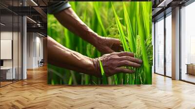 Gentle touch of a mans hand amidst lush green rice fields Wall mural