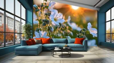 Sunset glow on white borage flowers in a spring field Wall mural