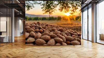 Sunset over almond orchard with fallen nuts highlighting the beauty of agriculture and harvest season Wall mural