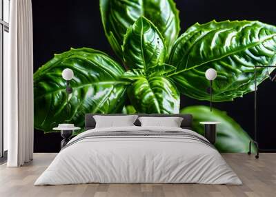 Vibrant green basil leaves presented against a stark black background Wall mural