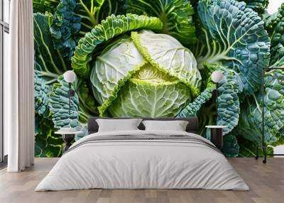 Vibrant top view of fresh organic baby cabbages against a clean white background, showcasing the rich texture and color of ripe early cabbages in their natural state. Wall mural