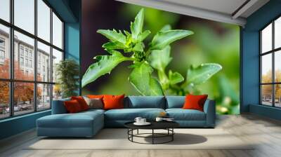 绿意盎然的植物叶片，细腻光滑，展现生机与自然之美。 Wall mural