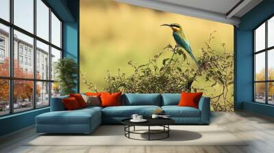 Bee-eater --ar 16:9 --style raw --v 6.1 Job ID: 9e9cb816-982c-4fad-855d-517534108dde Wall mural