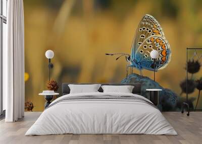 Miletus,a butterfly,beautiful,flying, --ar 16:9 --style raw --v 6.1 Job ID: a2a64efd-e4a6-47ad-9741-8519294594b8 Wall mural