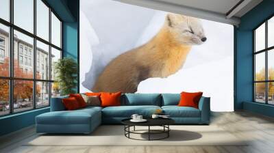 sable in snow Wall mural