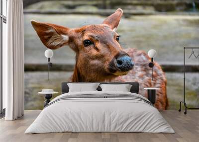 Close up of a Sika deer in the zoo Wall mural