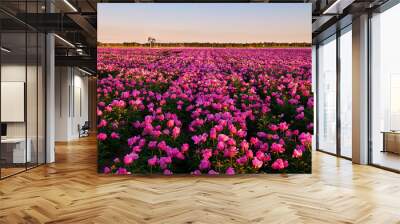 Chinese herbaceous peony fields Wall mural