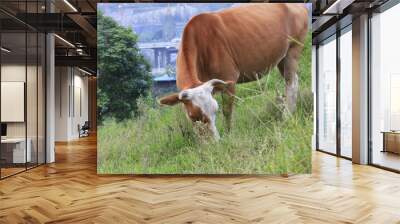 Cattle eating grass in the wild grass Wall mural