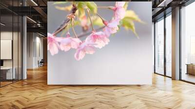 河津桜の花が一足早く満開に。もう春はそこまで。背景を処理し、花びらの透明感を撮影 Wall mural