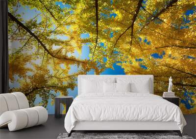 Autumn scenery of ginkgo trees in Yunnan, captured in sun逆光.com Wall mural