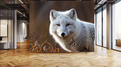 Elegant adult Arctic fox displaying its striking winter coat in a snowy landscape Wall mural