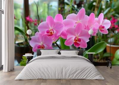 Elegant indoor pink phalaenopsis orchid in full bloom Wall mural