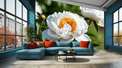 Elegant white peonies blooming gracefully in a vibrant garden setting Wall mural