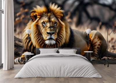 Majestic lion resting with a stunning mane on the ground Wall mural